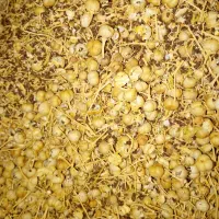 اسپند اعلاء