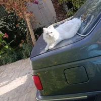 گربه|گربه|بم, |دیوار