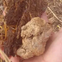 باسلام حدود ۷ تا ۸تریلی تراکتور کود گاوی خشک
