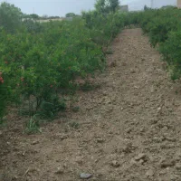 باغ باغچه