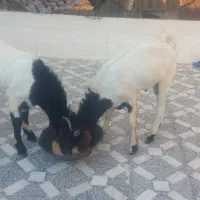 دوتا کهره نر پاکستانی گوش دراز جوان