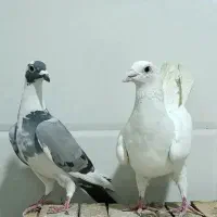 کبوتر