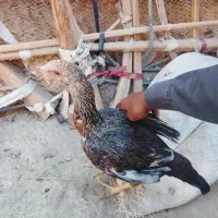 مرغ فروشی فوری ۴ عدد|حیوانات مزرعه|سراوان, |دیوار