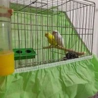 سلام.مرغ عشق هلندی صحیح وسالم