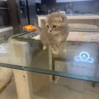 گربه اسکاتیش فولد اصیل