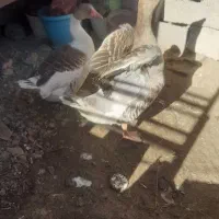 دو عددغاز نر و ماده ۲ ساله