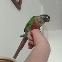 طوطی گریچیک رام|پرنده|ساری, |دیوار