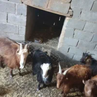 گوسفند|حیوانات مزرعه|چترود, |دیوار