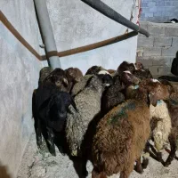 11عدد بره افشار|حیوانات مزرعه|بیرانوند, |دیوار