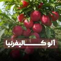 نهال الو کالیفرنیا پربار بازار پسند