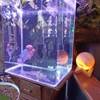 آکواریوم تکمیل با ماهی فلاور زیر قیمت