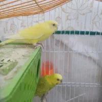 فروش سریع یک جفت مرغ عشق هلندی دستی دوتا