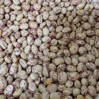 لوبیا چیتی محلی درجه‌ی یک کیلو ۳۶۰