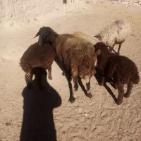 گوسفند زایده|حیوانات مزرعه|چناران, |دیوار