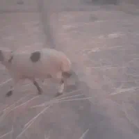 دوتا بره نر