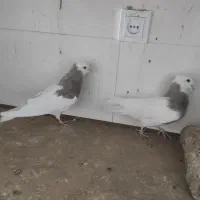 طوقی کرمانشاهی|پرنده|خواف, |دیوار