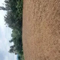 زمین متراژ ۳۰۰متری مسکونی و متراژ ۴۰۰ متری باغی|فروش زمین و ملک کلنگی|ماکلوان, |دیوار