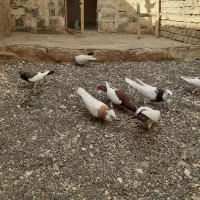 کبوتر طوقی یهودی|پرنده|کاشمر, |دیوار