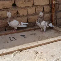 کفتر