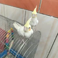 دو عدد عروس هلندی ۶ماهه