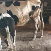 گاو و گوساله هلشتاین