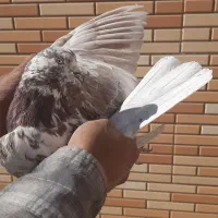 کبوتر پرشی|پرنده|مبارکه, |دیوار