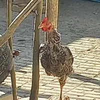 مرغ و خروس بومی|حیوانات مزرعه|فرخشهر, |دیوار