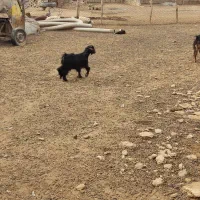 کهره نر|حیوانات مزرعه|بندر ماهشهر, |دیوار