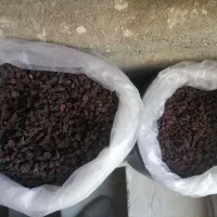 کشمش و فخری ترو تمیز ورجوی|خوردنی و آشامیدنی|مراغه, |دیوار