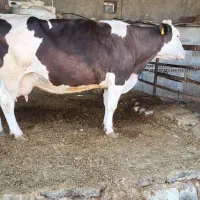 تلیسه.۷ماه.نیم.ابستن|حیوانات مزرعه|سبزوار, رباط|دیوار