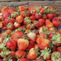 نشاء توت فرنگی|خدمات باغبانی و درختکاری|ارومیه, |دیوار