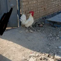 یه جفت مرغ خروس عربی|حیوانات مزرعه|اهواز, کوی ابوالفضل|دیوار