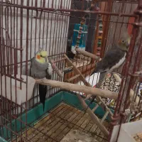 یک جفت عروس هلندی