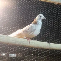 مفلق تهرونی