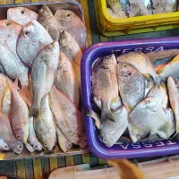 سلام ماهی تازه رسید تاریخ ۱۵و۸|ماهی|یزد, |دیوار