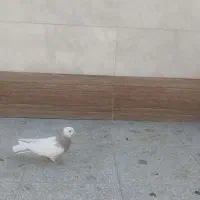 کبوتر طوقی|پرنده|شاهینشهر, حاجی آباد|دیوار