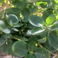 گل برگ قاشقی|گل و گیاه طبیعی|فردوس (خراسان), |دیوار
