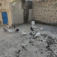 11 تا کفتر بوم قلدر|پرنده|مشهد, بهمن|دیوار