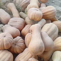 کدو درجه یک شیرین