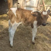 گاو گوساله