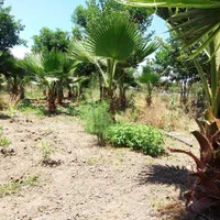 پالم واشنگتن|گل و گیاه طبیعی|رودسر, |دیوار