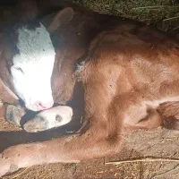 گاوگوساله|حیوانات مزرعه|گتوند, |دیوار