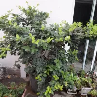 یاس هلندی، کاج ۷ ساله در گلدانهای سرامیک و شمعدانی|گل و گیاه طبیعی|لواسان, |دیوار