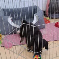 لوازم پت در حد نو و نو