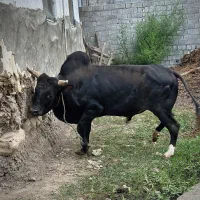 فروش دو عدد گوساله نر محلی جونکا و هلشتاین
