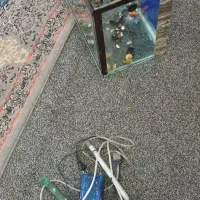 اکواریوم.ماهی