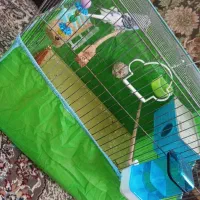 یه جفت مرغ عشق مودل|پرنده|پاکدشت, پاکدشت (مامازند)|دیوار