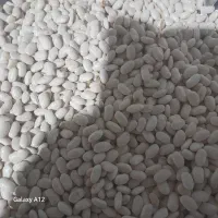 لوبیا سفید امسالی درجه یک. درشت