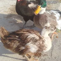 اردک