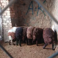 فروش بره|حیوانات مزرعه|زنده رود, |دیوار